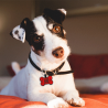 Pet-Tag SOS "Bone" Silicone Turquoise