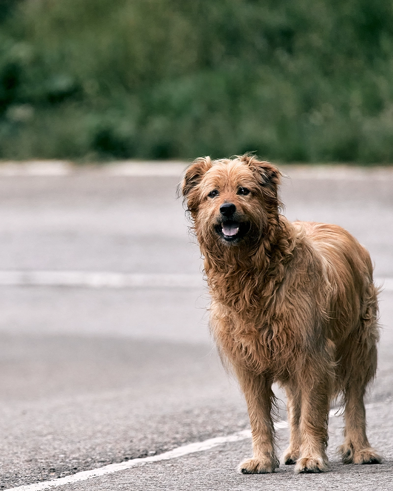 lost-dog-searching-owner-on-street.webp